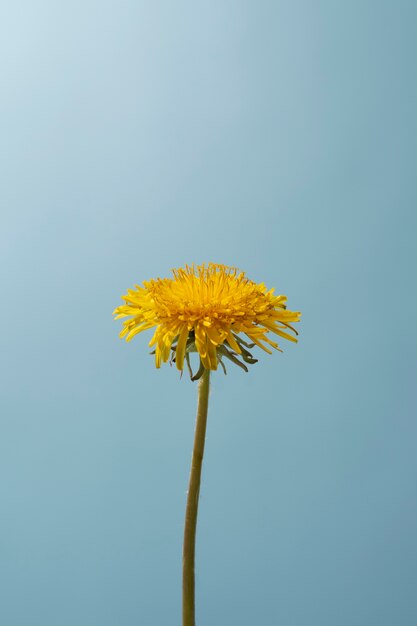 Flor de diente de león en el cielo