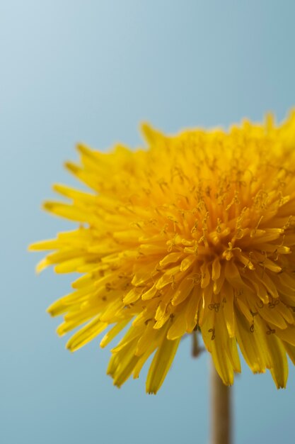 Flor de diente de león en el cielo