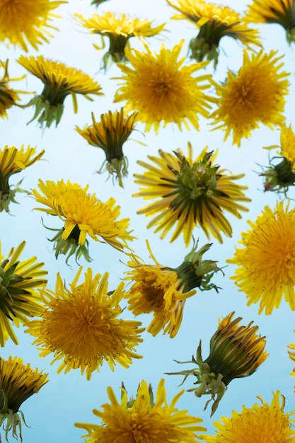 Flor de diente de león en el cielo