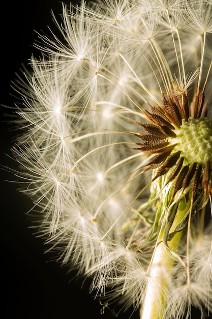 Flor de diente de león de primer plano