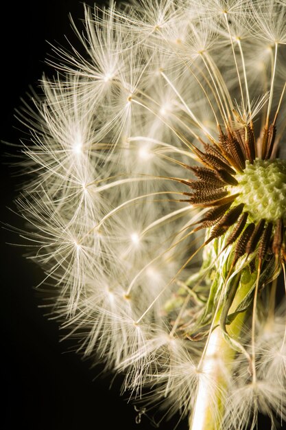 Flor de diente de león de primer plano