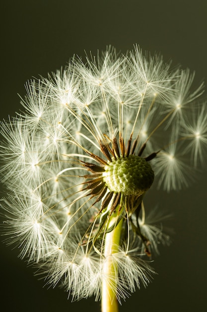 Flor de diente de león de primer plano