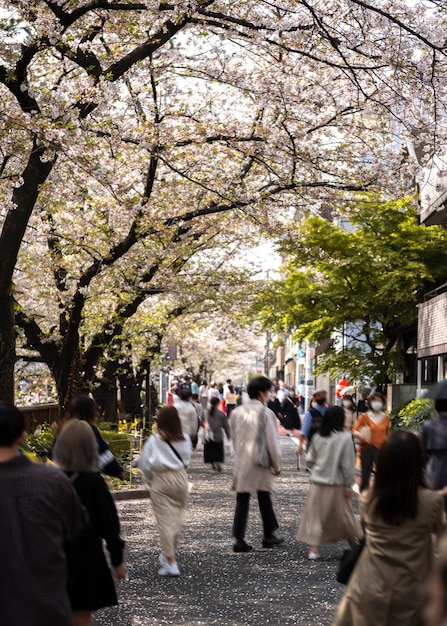 Foto gratuita flor de durazno en japón