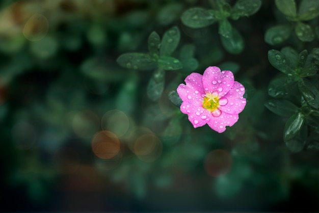 Flor en estado salvaje