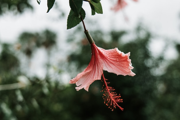 flor exótica en medio de una jungla tropical