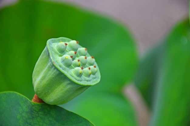 Foto gratuita flor extraña verde