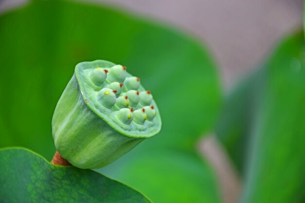 Flor extraña verde