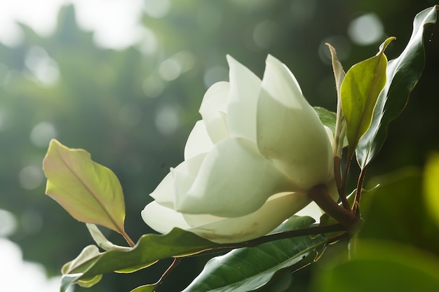 flor de ficus elastica