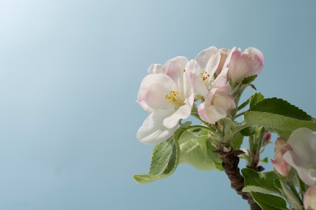 Flor de flor de albaricoque en el cielo