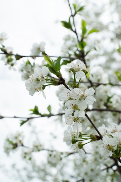 Flor de flor de albaricoque en el cielo