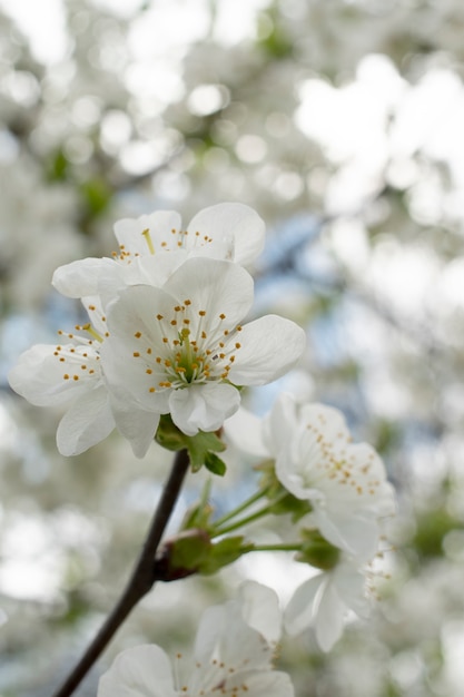 Flor de flor de albaricoque en el cielo