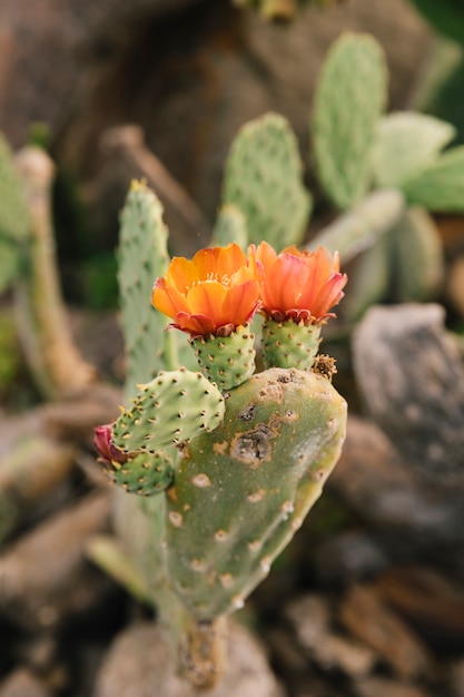 Flor de flor en cactus espinoso