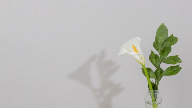 Flor de flor en un jarrón sobre la mesa