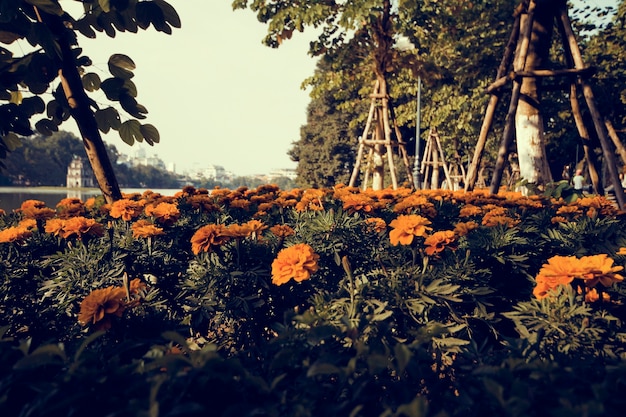 Flor de la floración marigod de verano en el parque