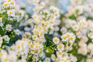 Foto gratuita flor floral naturaleza flores de fondo