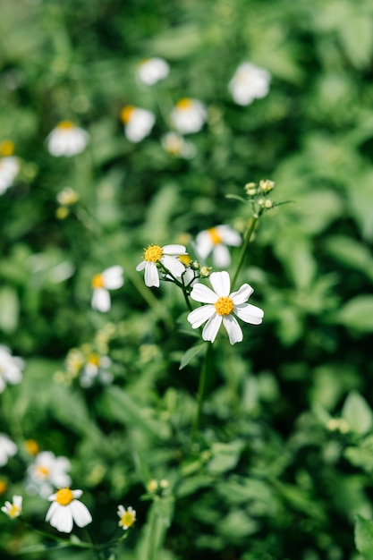 flor floreciendo