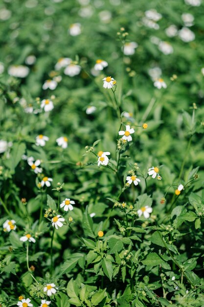 flor floreciendo