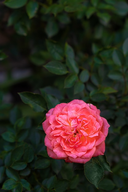 Flor floreciente rosa rosa sobre un fondo de hojas verdes