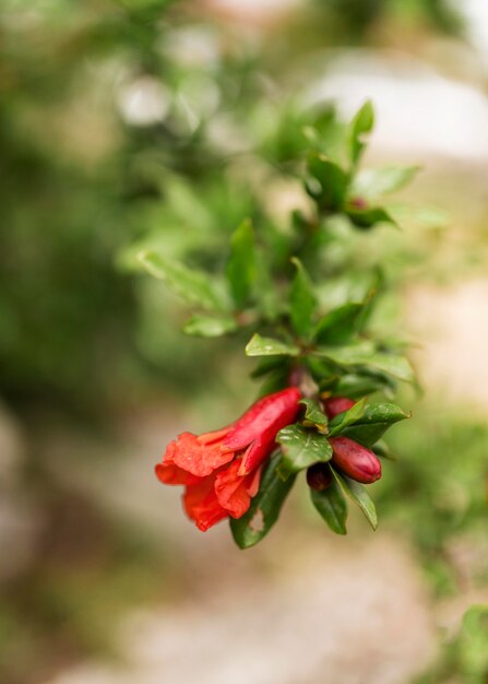 Flor con fondo borroso