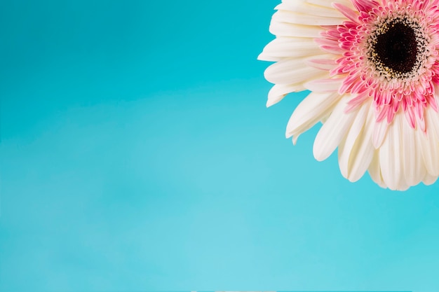 Flor frágil en azul