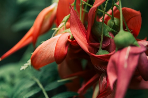 Flor fresca de pétalo rojo