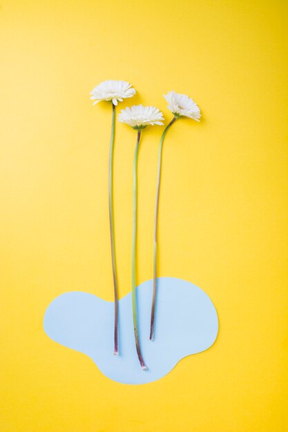 Flor de gerbera blanca con papel recortado azul sobre fondo amarillo