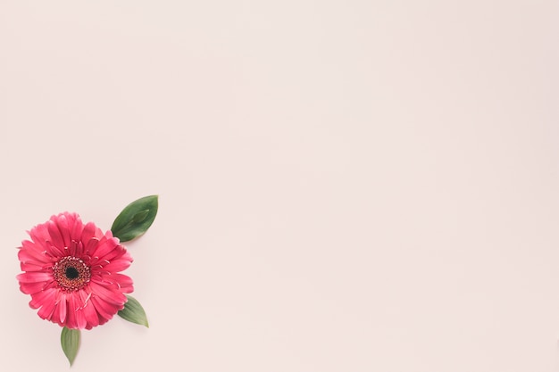 Flor de gerbera con hojas verdes en mesa