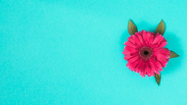 Flor de gerbera en mesa azul