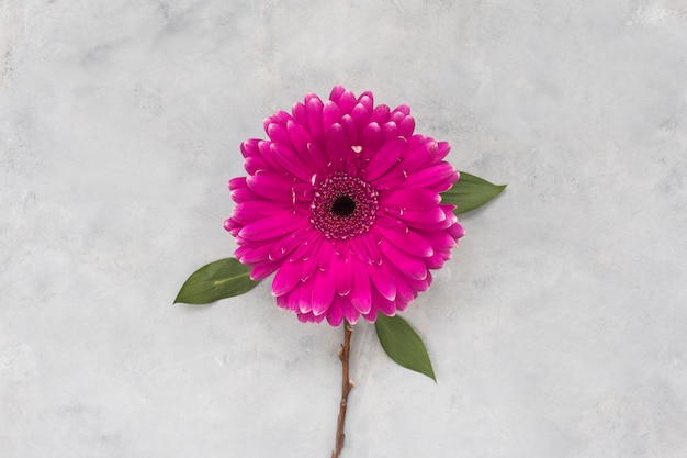 Flor de gerbera en mesa gris