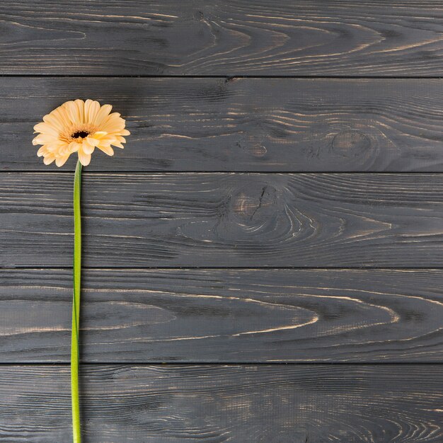 Flor de gerbera naranja en mesa de madera