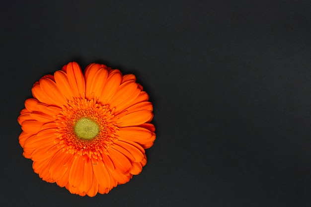 Flor de gerbera naranja en mesa oscura