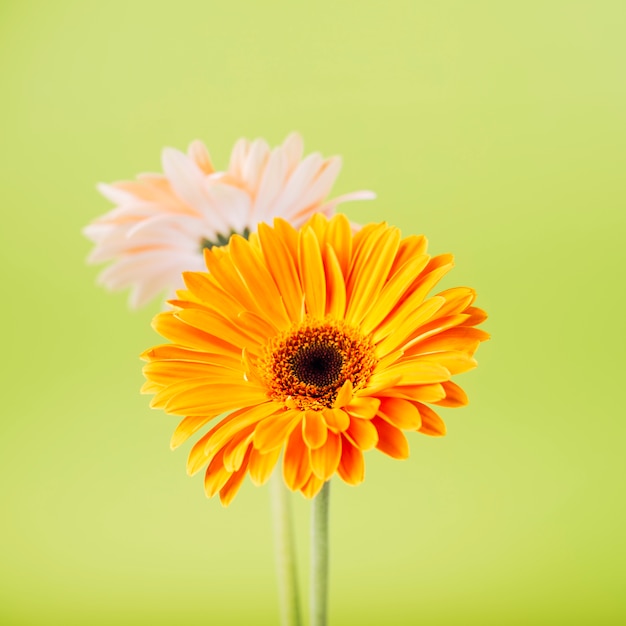 Foto gratuita una flor de gerbera naranja y rosa sobre fondo verde