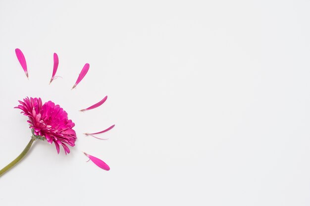 Flor de gerbera con pétalos en mesa blanca