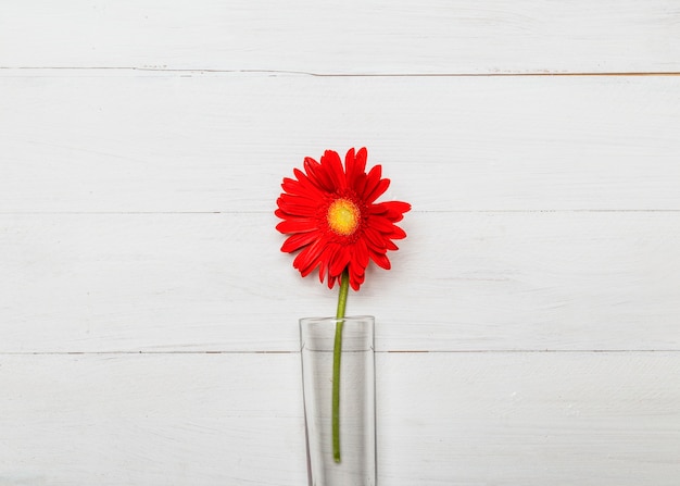 Foto gratuita flor de gerbera roja en florero de vidrio.