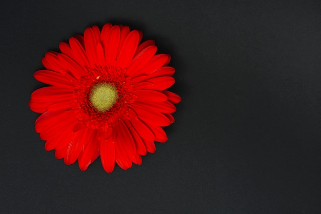 Foto gratuita flor de gerbera roja en mesa oscura