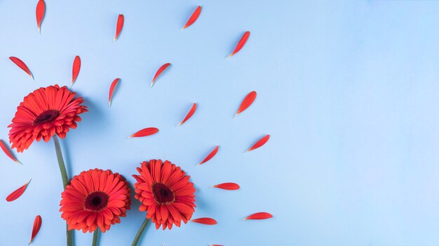 Flor de gerbera roja con pétalos sobre fondo azul