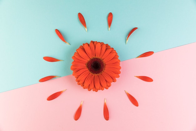 Flor de gerbera roja sobre doble fondo rosa y azul