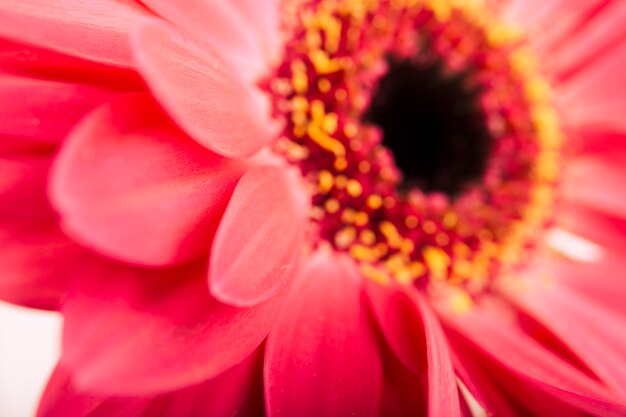 Flor de gerbera rosa fresca