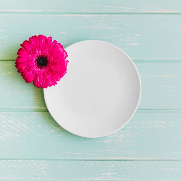 Flor de gerbera rosa en el plato blanco vacío