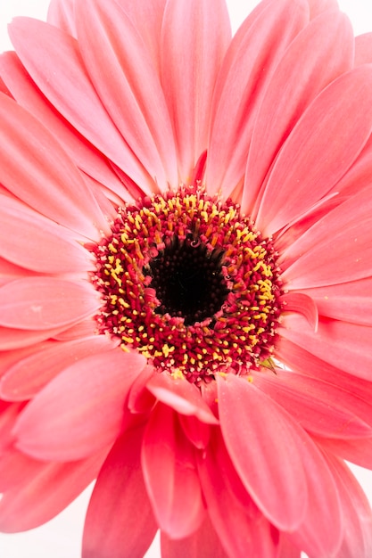 Foto gratuita una flor de gerbera rosa