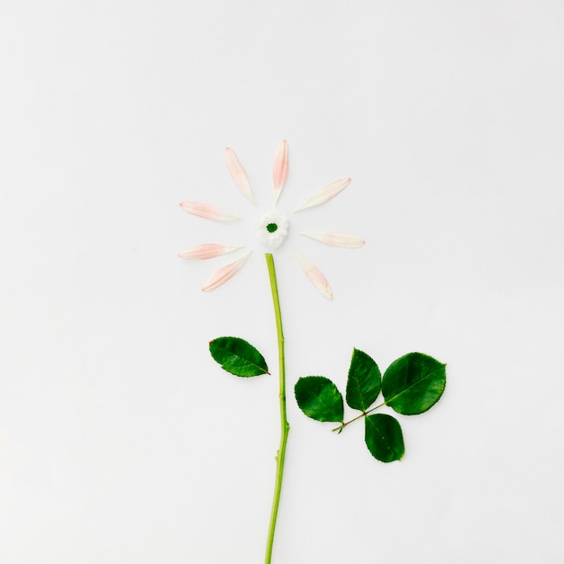 Flor hecha con pétalos sobre fondo blanco