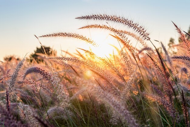 Flor de la hierba al atardecer.