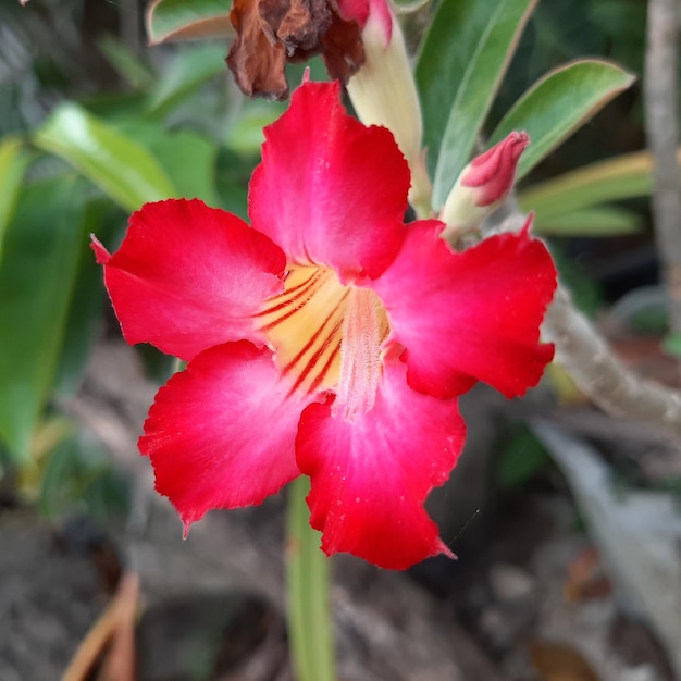 Flor con hojas verdes