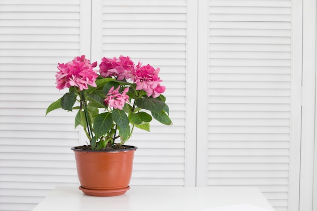 Flor de hortensia en el jarrón sobre persianas blancas