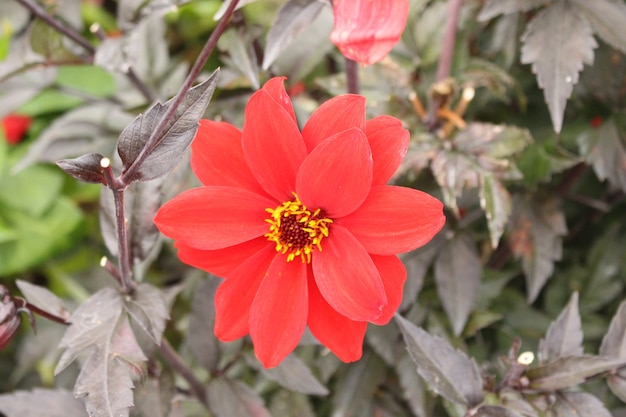 Flor en el jardín