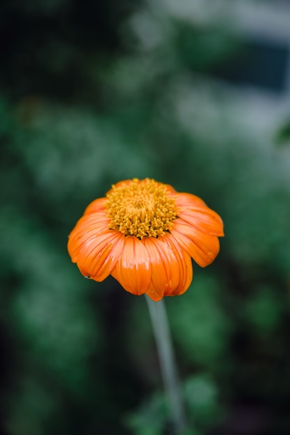 Flor en un jardín