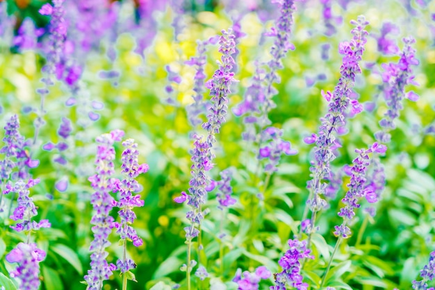 Flor de lavanda