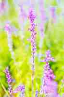 Foto gratuita flor de lavanda