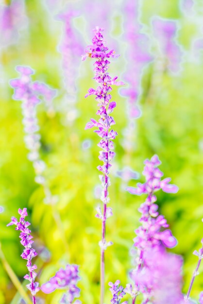 Flor de lavanda