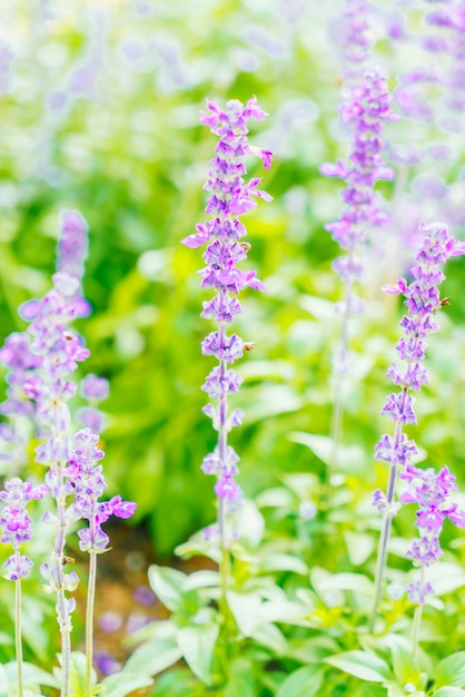 Foto gratuita flor de lavanda